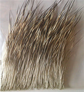 Tof Pecari - casapintat - TOF